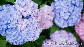 Hydrangeas will survive the summer if you follow one simple trick
