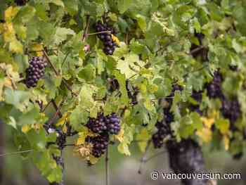 Anthony Gismondi: B.C.'s Pinot Gris wines have evolved. Here are 5 bottles to try.