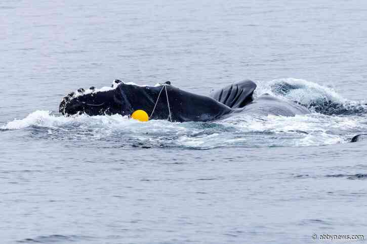 B.C. whale watchers join forces to help tangled humpback ‘Pop Tart’