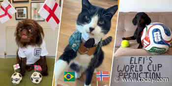 Paw-rents of Pets Predicting the Outcome of World Cup Matches Share How They Went Viral