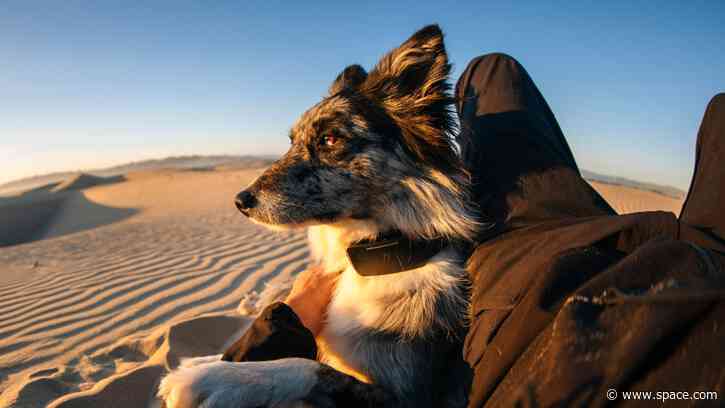 Your lost dog can now call home with the world's 1st satellite-connected dog collar
