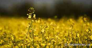 New gene technology could help Canadian canola cope with extreme weather