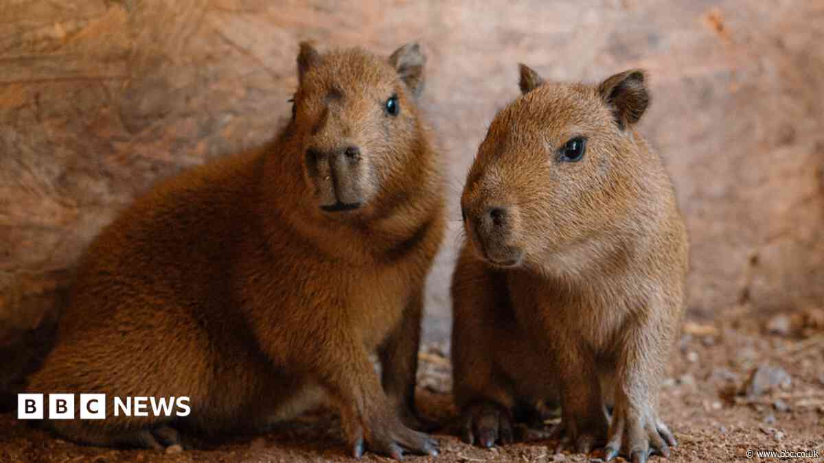 Safari park's only two Capybaras become a family