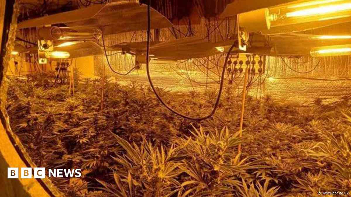 More than 100 cannabis plants found in home
