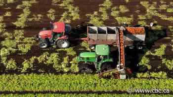 Canada has lost millions of hectares of farmland. Where is it all going?