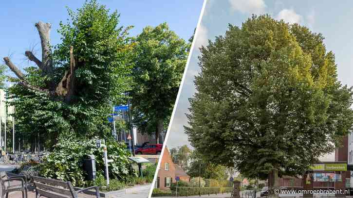 Eeuwenoude lindeboom met emotionele waarde in Overloon flink beschadigd
