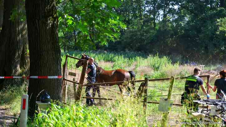 Man raakt zwaargewond door op hol geslagen paard in Venhorst