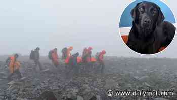 Rescued from the top of Ben Nevis - the dog stoned on cannabis (well it is Britain's 'highest' peak)