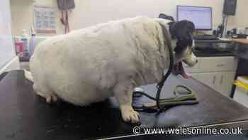 Dogs seized from man's home were most obese RSPCA inspector had ever seen