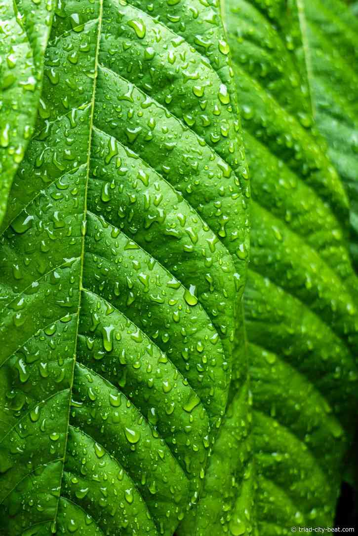 What Is Kratom and Why Are People Talking About It?