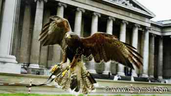 Hawks to be deployed to tackle pigeons at new £500million London shopping centre