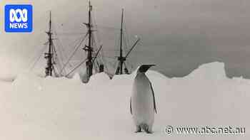 Newly released trove offers rare glimpse into Shackleton's Antarctic expedition