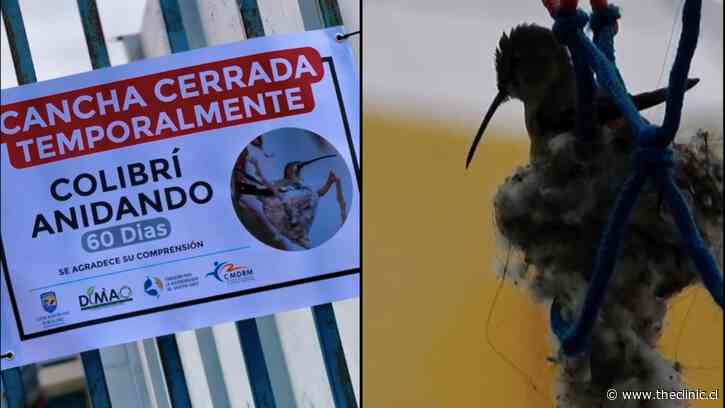 Municipalidad de Mejillones decretó el cierre de una cancha por 60 días ante la presencia de una hembra de colibrí anidando