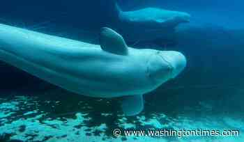 28 beluga whales relocating to U.S. aquariums from shuttered Canadian theme park