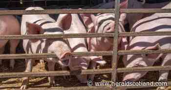 Scottish Government launches £2m support fund for struggling pig farmers