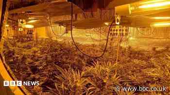 More than 100 cannabis plants found in home