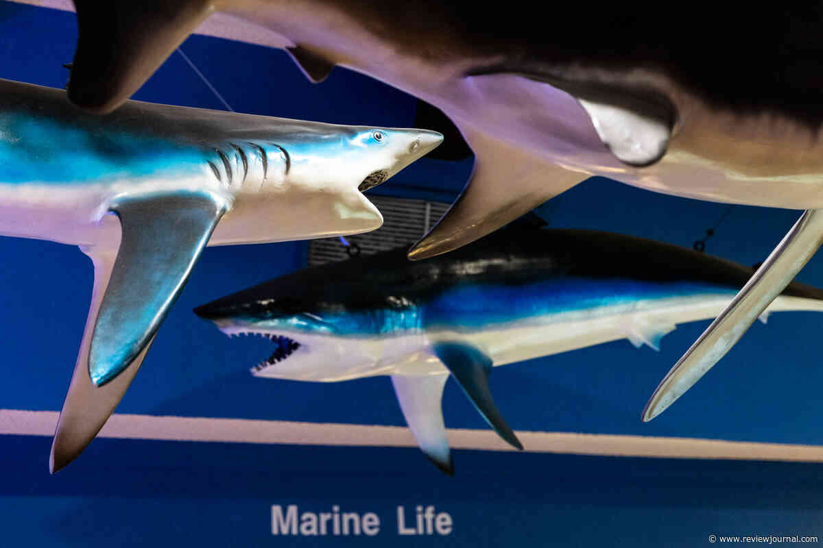 Las Vegas Natural History Museum marks 35 years with hands-on science celebration