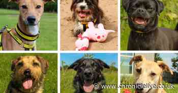 Meet the 27 dogs waiting to find loving homes after a stay in North East kennels