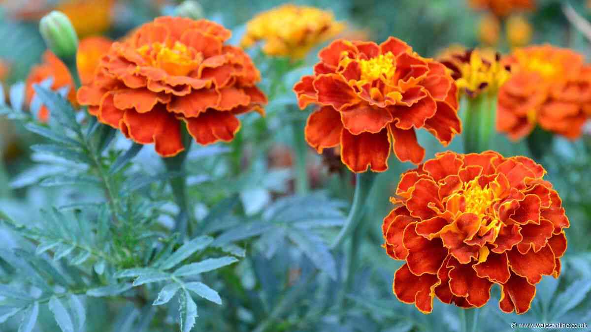 Swap hydrangeas for 1 low-maintenance plant that blooms for months and pollinators adore