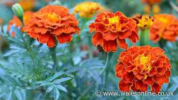 Swap hydrangeas for 1 low-maintenance plant that blooms for months and pollinators adore