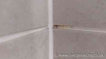 I compared Mould Magic, Astonish and HG for removing grout mould — winner worked in 30 minutes