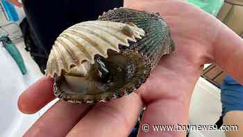 First weekend of Pasco County Scallop Season gets underway