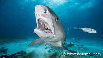 How to survive a shark attack, second by agonizing second: I punched its snout, but its jaws clamped tighter... it wasn't until I gouged the one weakness spot that it let go