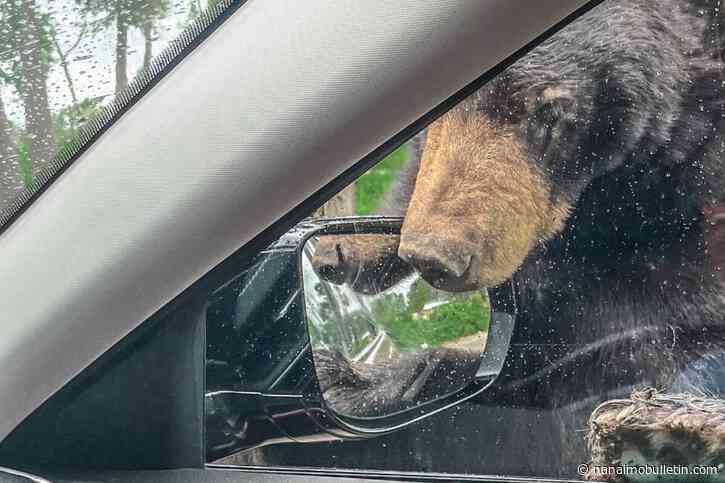 NIWRA: How bear aware are we on Vancouver Island?