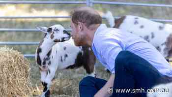 Prince Harry gets down with the kids at goat yoga