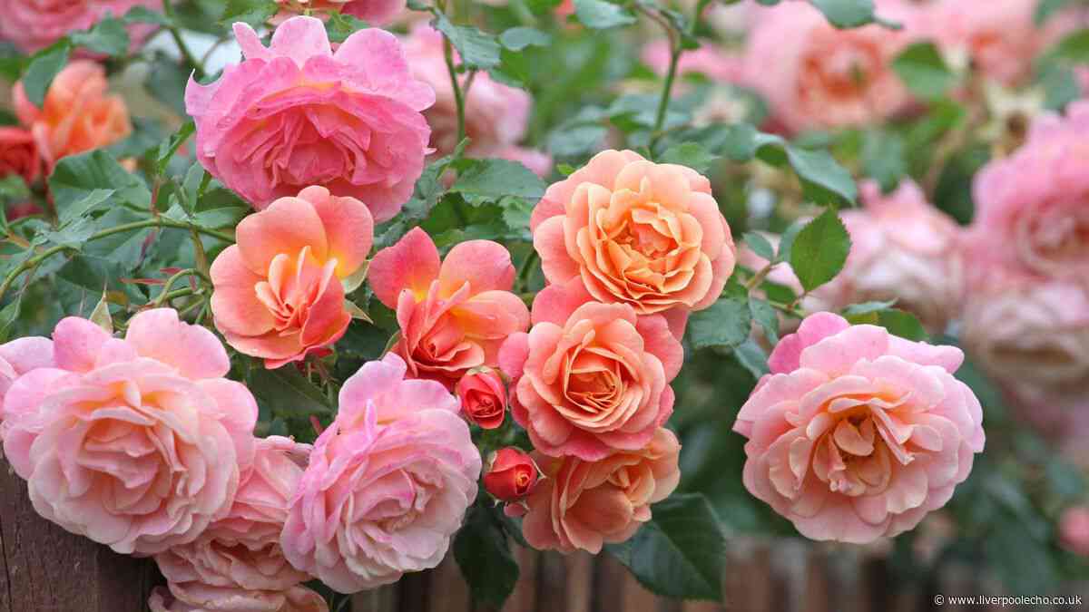 Roses will bloom with big and healthy flowers if you do 5-minute task once a week in summer