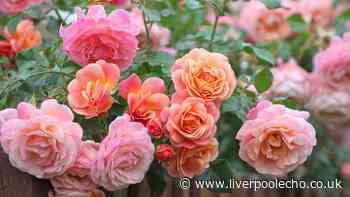 Roses will bloom with big and healthy flowers if you do 5-minute task once a week in summer