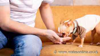Pet owners could be protected from high vet bills with £21 fee cap