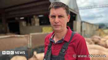 Struggling pig farmers say £2m support package 'not enough'