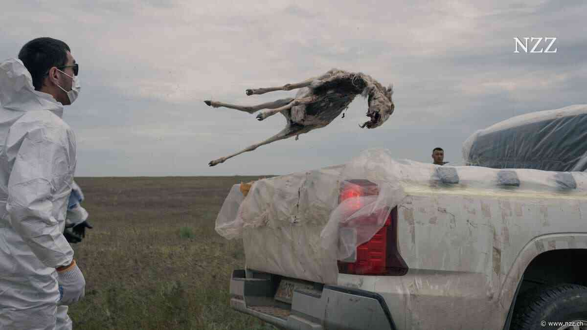 Eine mysteriöse Seuche rafft in Kasachstans Steppe Tausende Saiga-Antilopen dahin. Forscher schlagen Alarm