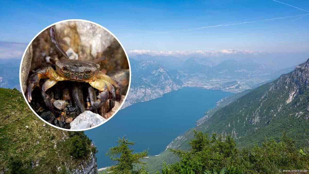 „Hoffnungsschimmer“ im Gardasee: Lange verschwundene Tierart gesichtet