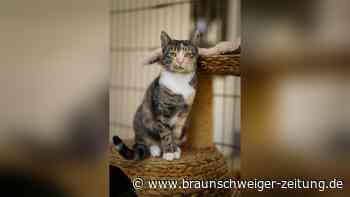 Katze Itchy hatte keinen leichten Start – jetzt sucht sie ganz viel Liebe