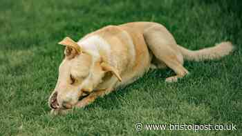 Why your dog is eating grass and what to do explained by vet Dr James Greenwood