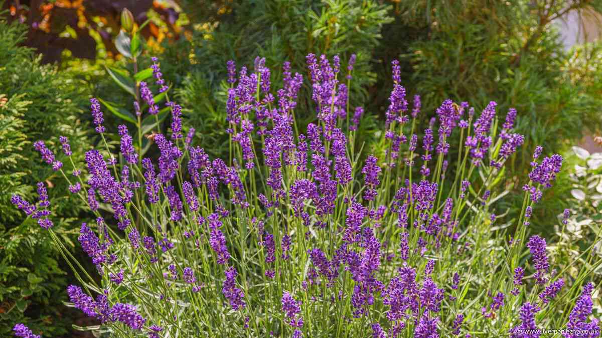 Lavender will rebloom with better flowers this year if you do 1 simple task in July