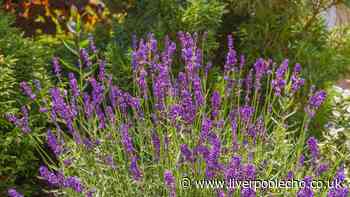 Lavender will rebloom with better flowers this year if you do 1 simple task in July