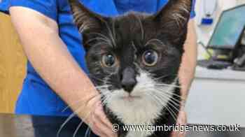 Animal cruelty in Cambridgeshire rises, says RSPCA