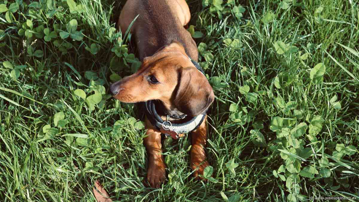 Vet Dr James Greenwood explains why your dog is eating grass and what to do