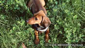 Vet Dr James Greenwood explains why your dog is eating grass and what to do
