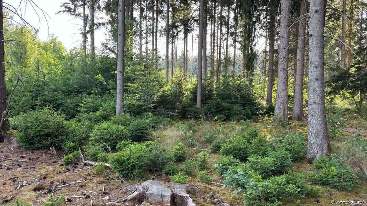 Klimawandel im Forst: viel Pflege für den Wald der Zukunft