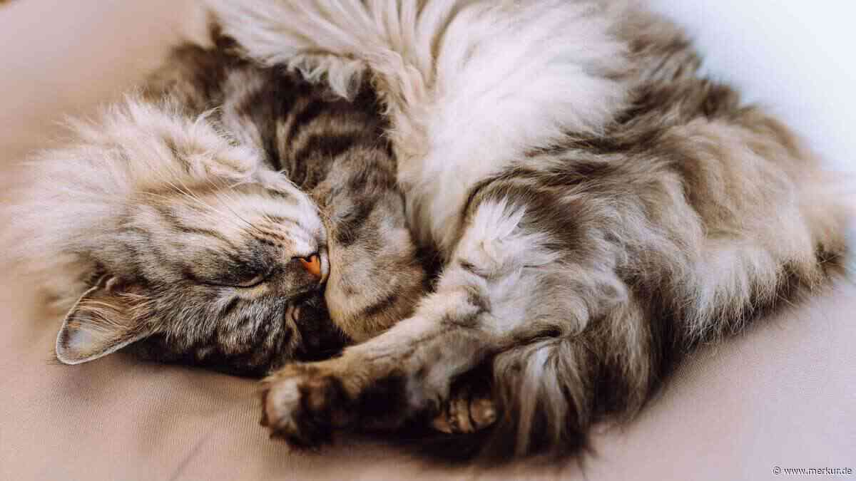 Wenn die Katze schläft: Diese fünf Dinge sollte man unbedingt vermeiden