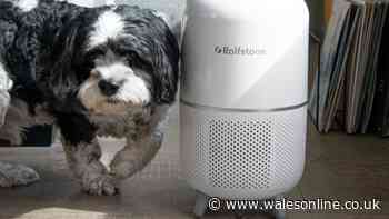 Review: Rolfstone Air Balance Purifier keeps life simple