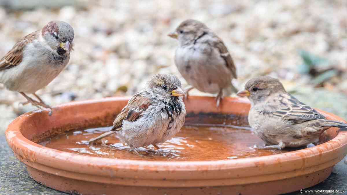 Birds and wildlife will flock to your garden if you add 1 item this weekend