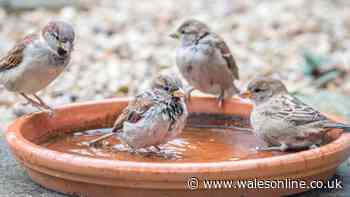 Birds and wildlife will flock to your garden if you add 1 item this weekend