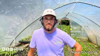 'It's 50C in the polytunnel' - workers tackle the heat
