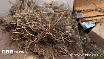 Roofing works stopped over 'destroyed' swift nests