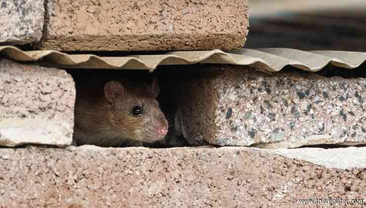 It's an AI web, and we're just rats in the walls